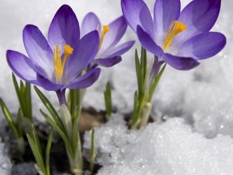 Season-Of-Renewal